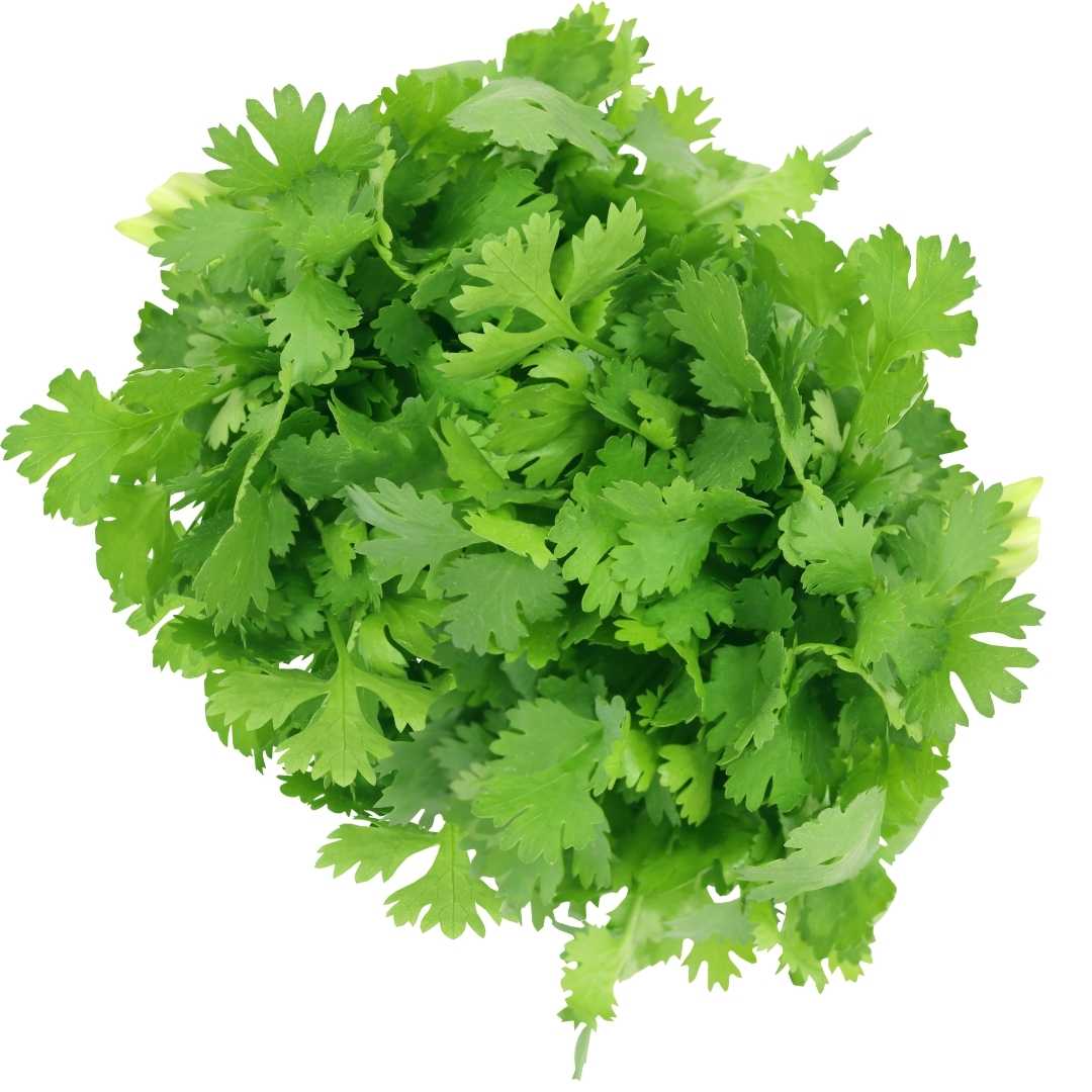 Fresh Coriander