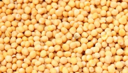 What are Mustard seeds and its benefits
