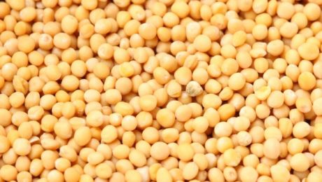 What are Mustard seeds and its benefits