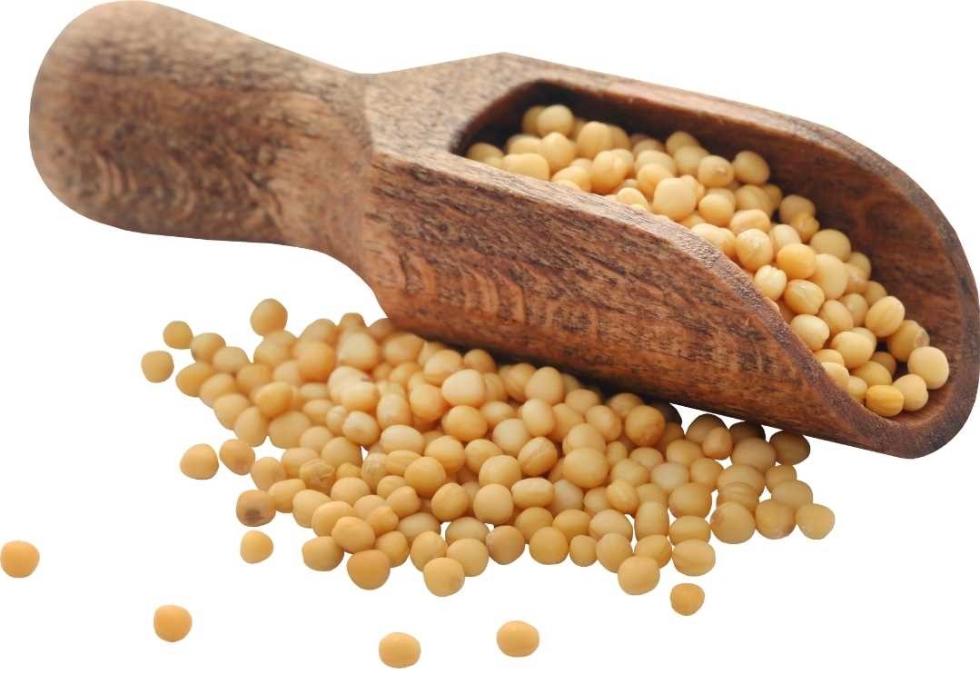 What are Mustard seeds and its benefits