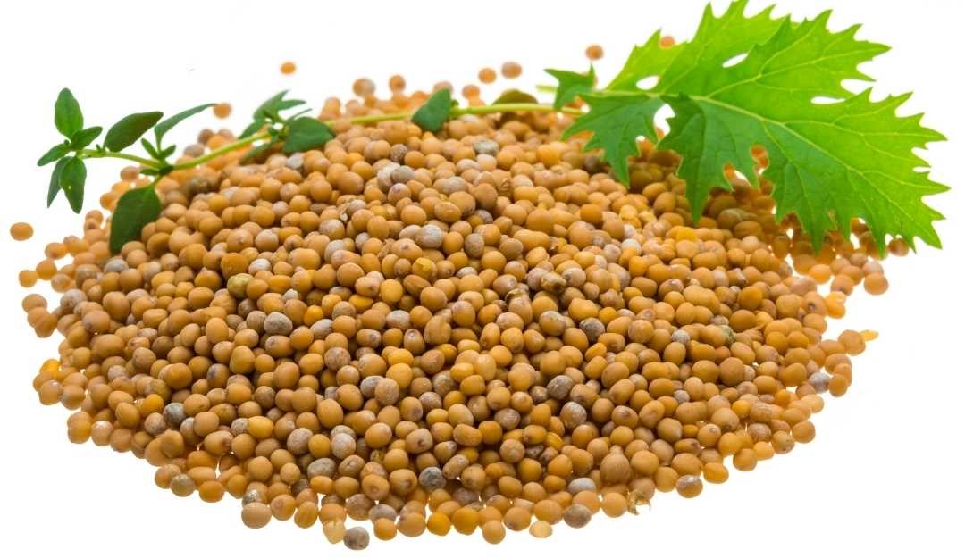 What are Mustard seeds and its benefits