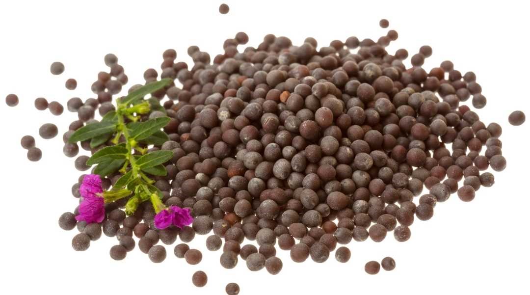 What are Mustard seeds and its benefits